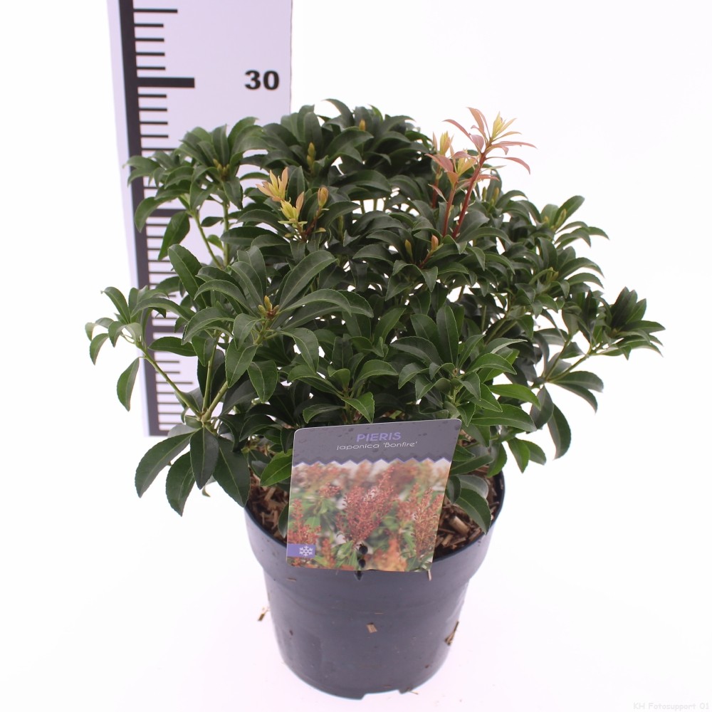 Picture of Pieris jap. 'Bonfire'
