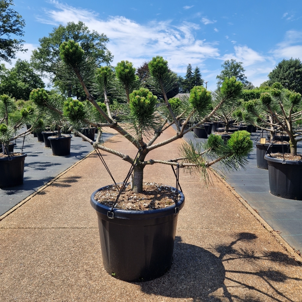 Picture of Pinus nigra Brepo C45 Bonsai-70/80