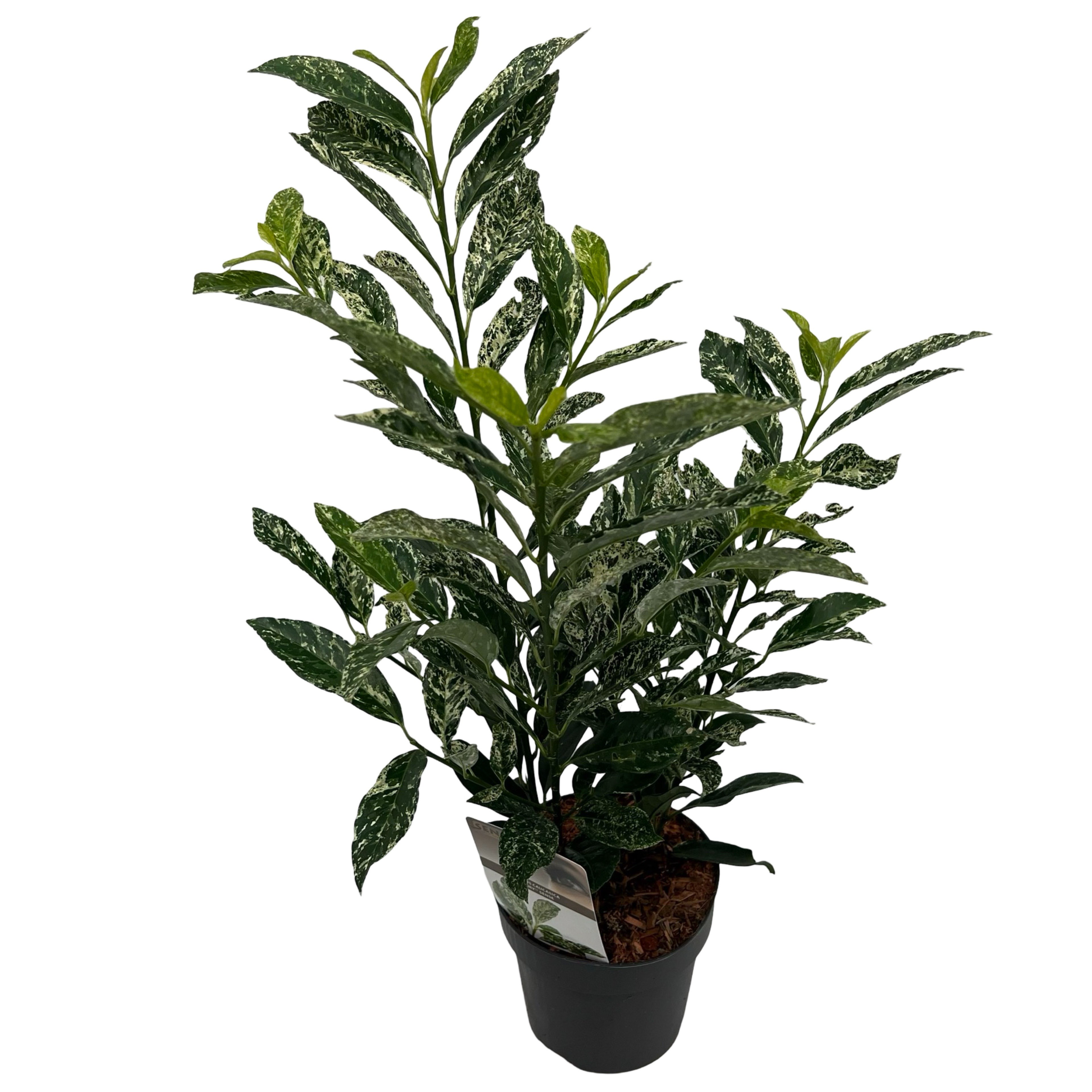 Picture of Prunus laur. Ivory® sense P17 (2 Ltr)