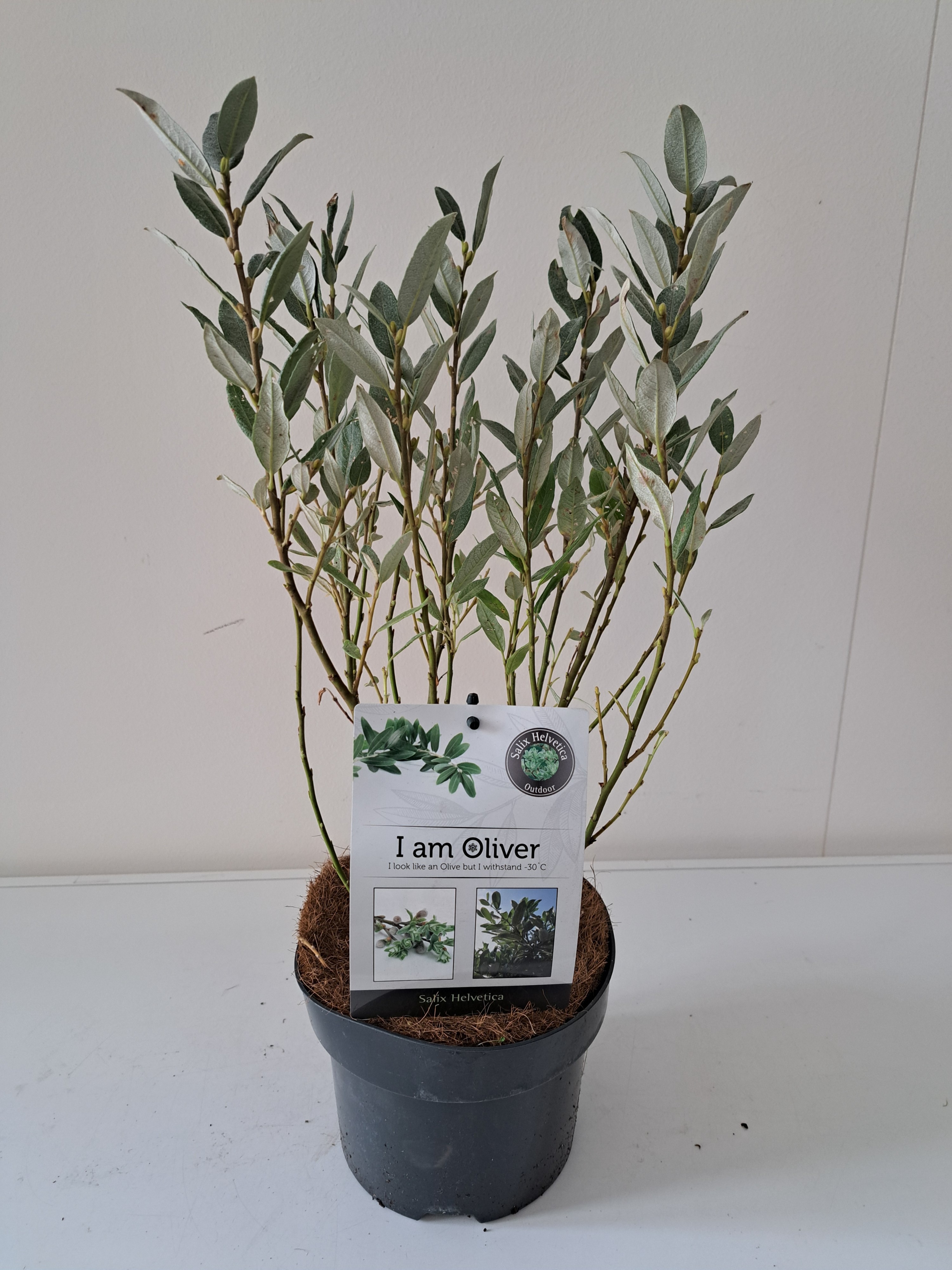 Picture of Salix Helvetica bush p17