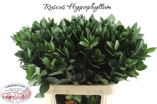 Ruscus Hypophyllum 80cm