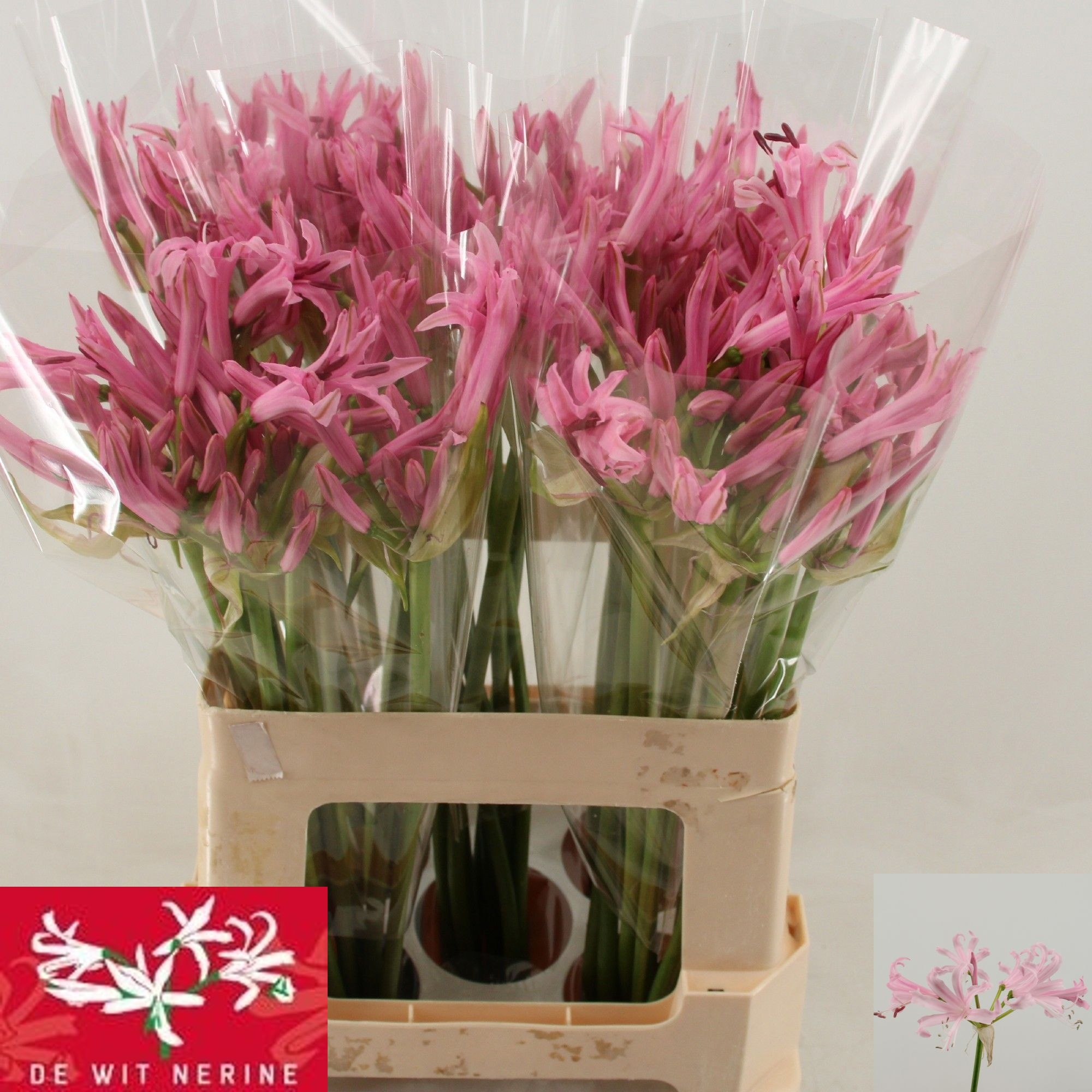 Ne Bo Pink Piet 50cm