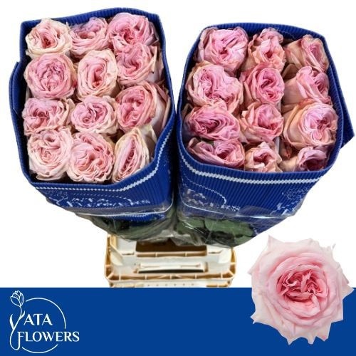 Rosa O'hara 80cm