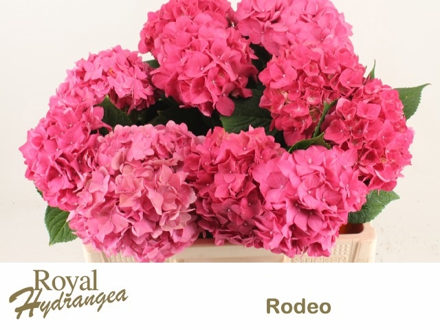 Hydrangea Rodeo Dark Pink 40cm 14Ø