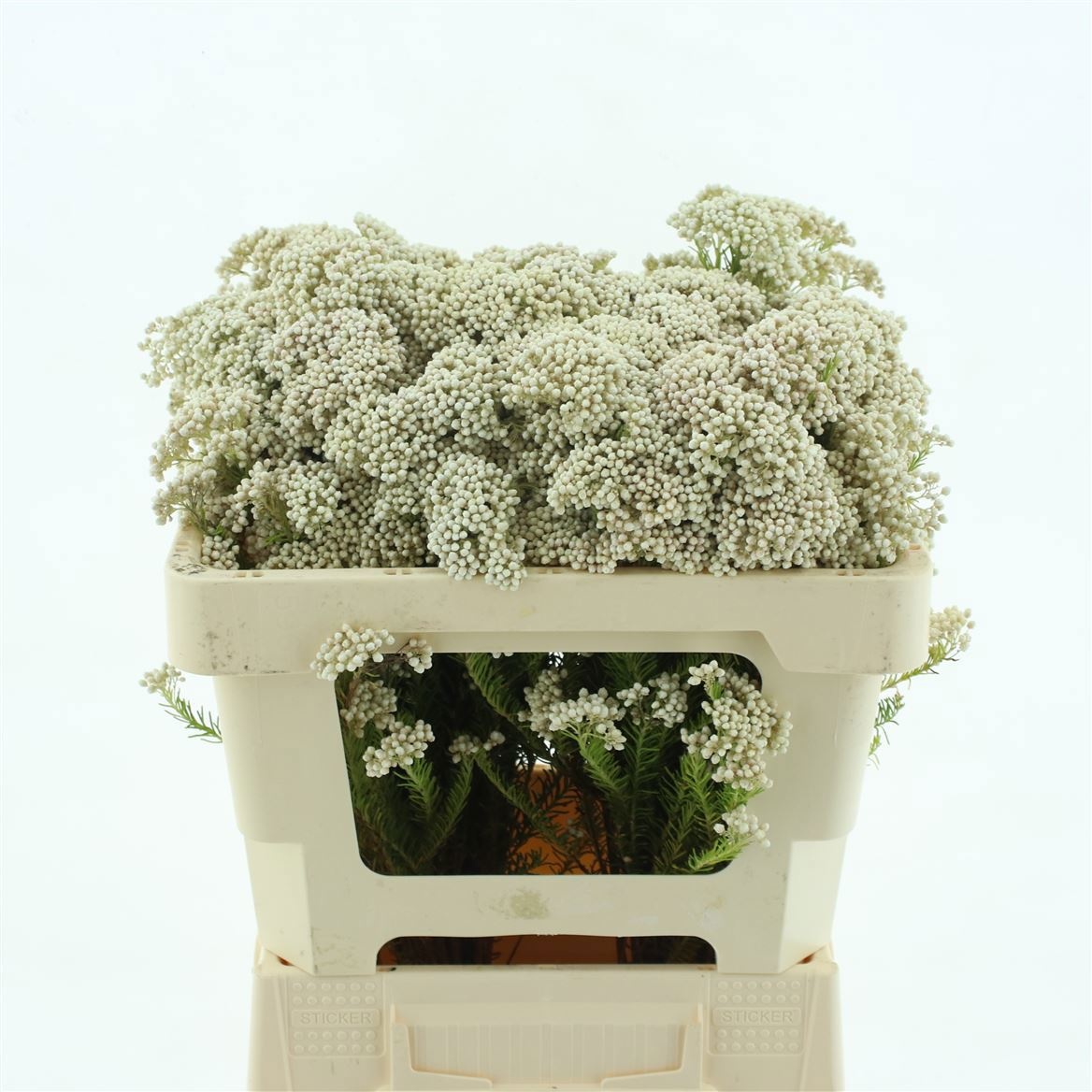Ozothamus Cooks Snow Whi 50cm