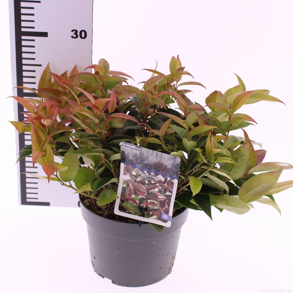 Picture of Leucothoe walteri Lovita P17 (2 Ltr)