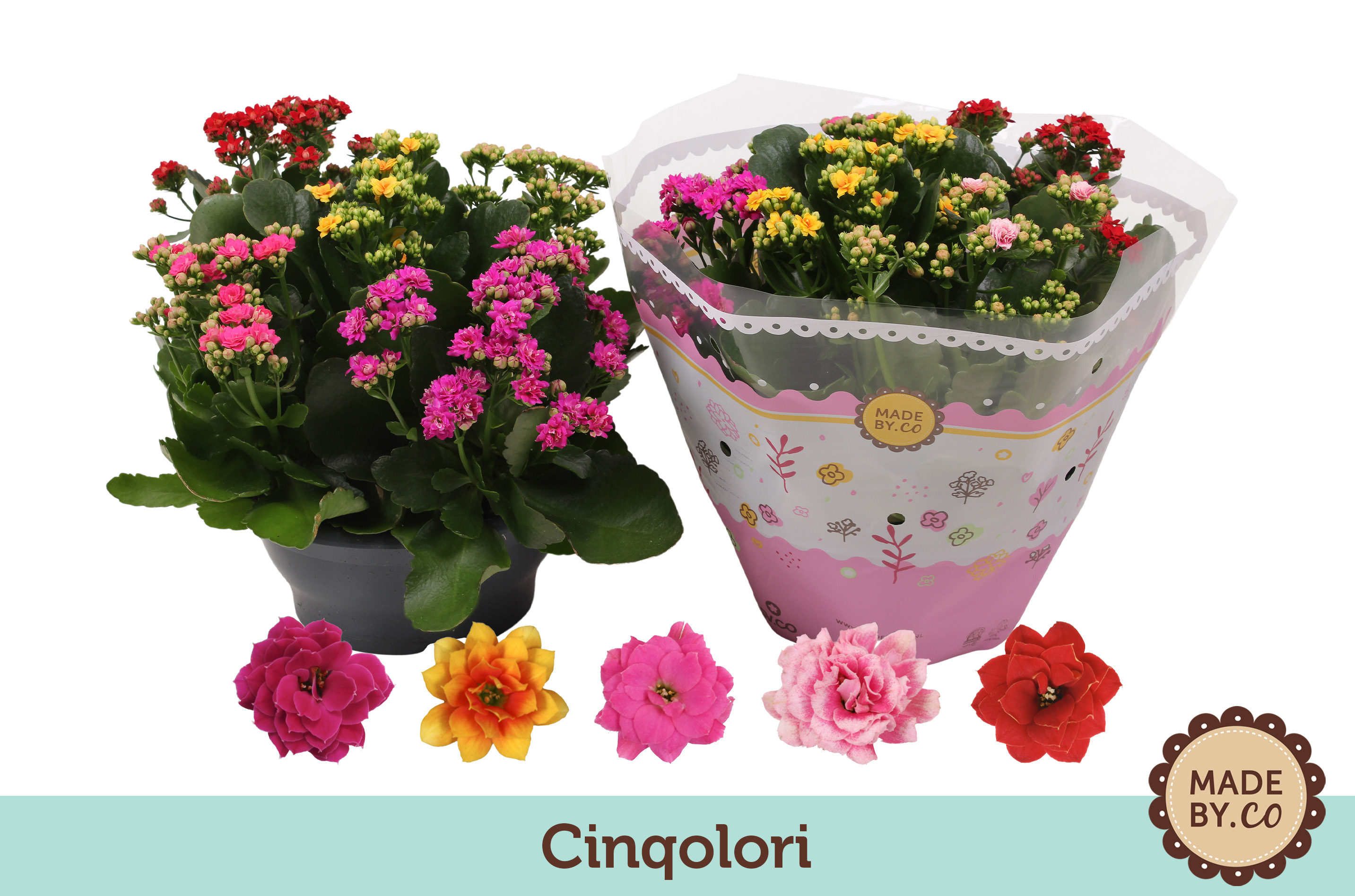 Picture of Kalanchoe Cinqolori - Carnaval P23 27cm