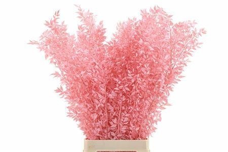 Dried/preserved Flowers Misc 70cm 18gram