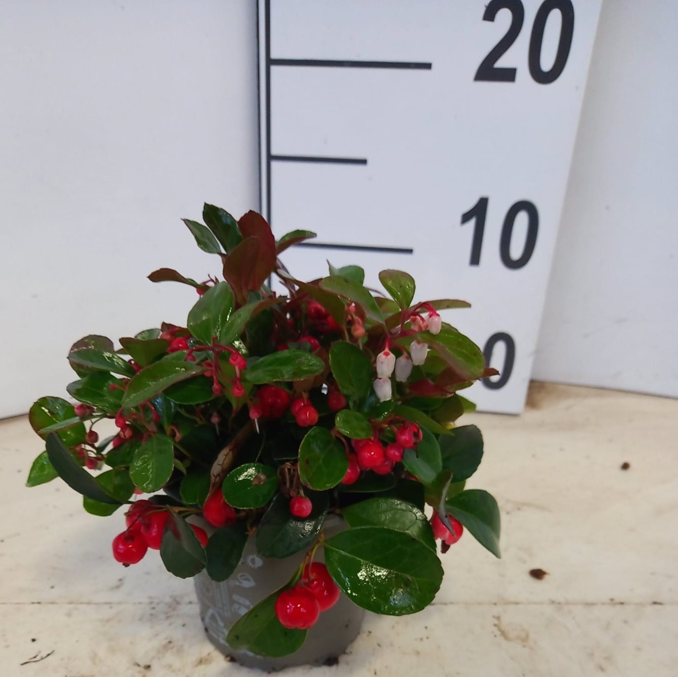 Picture of Gaultheria procumbens