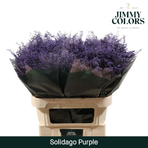 Solidago L70 Purple