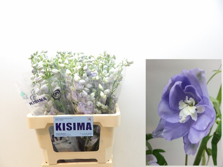 Delphinium Magic Fount La 60cm