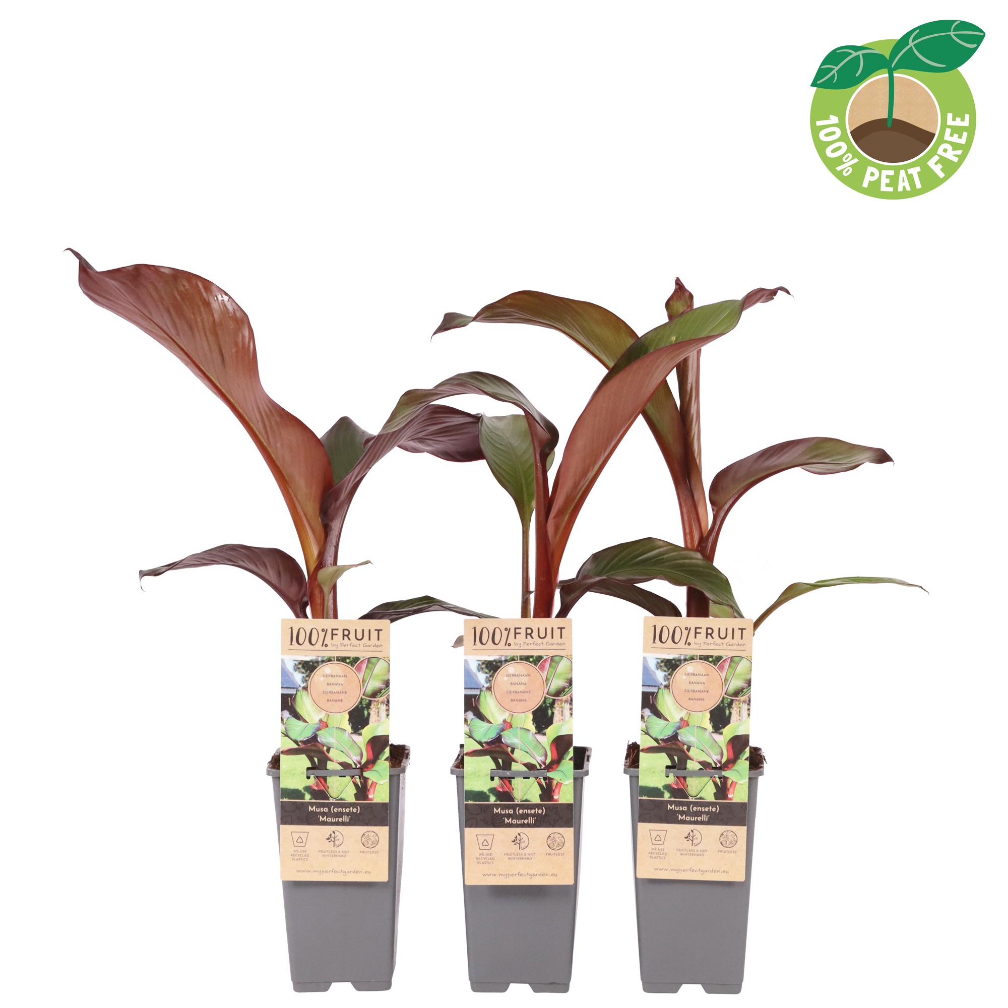 Picture of Musa (ensete) Maurelli P15 (2 Ltr/high)