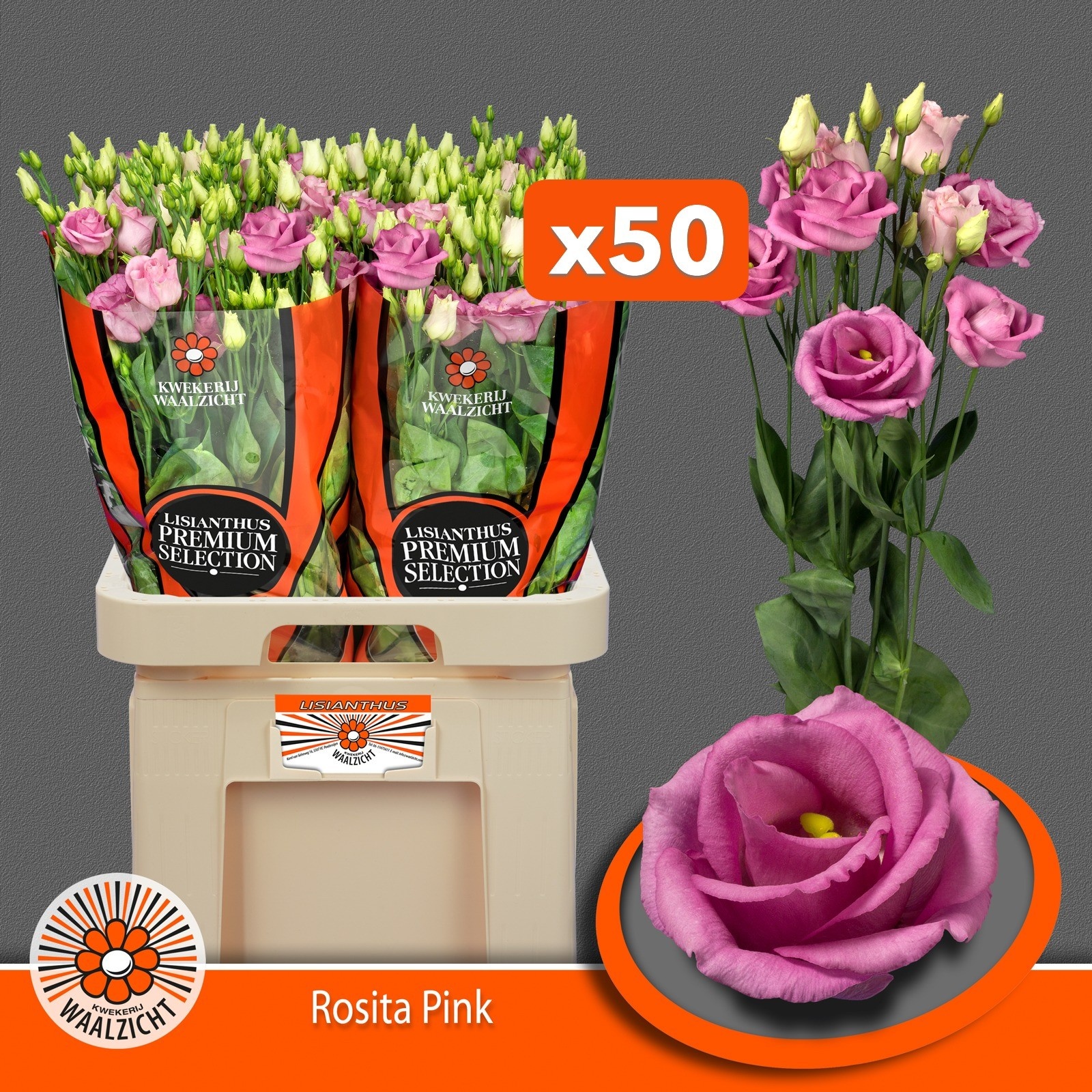 Eus G Rosi Rose Pink