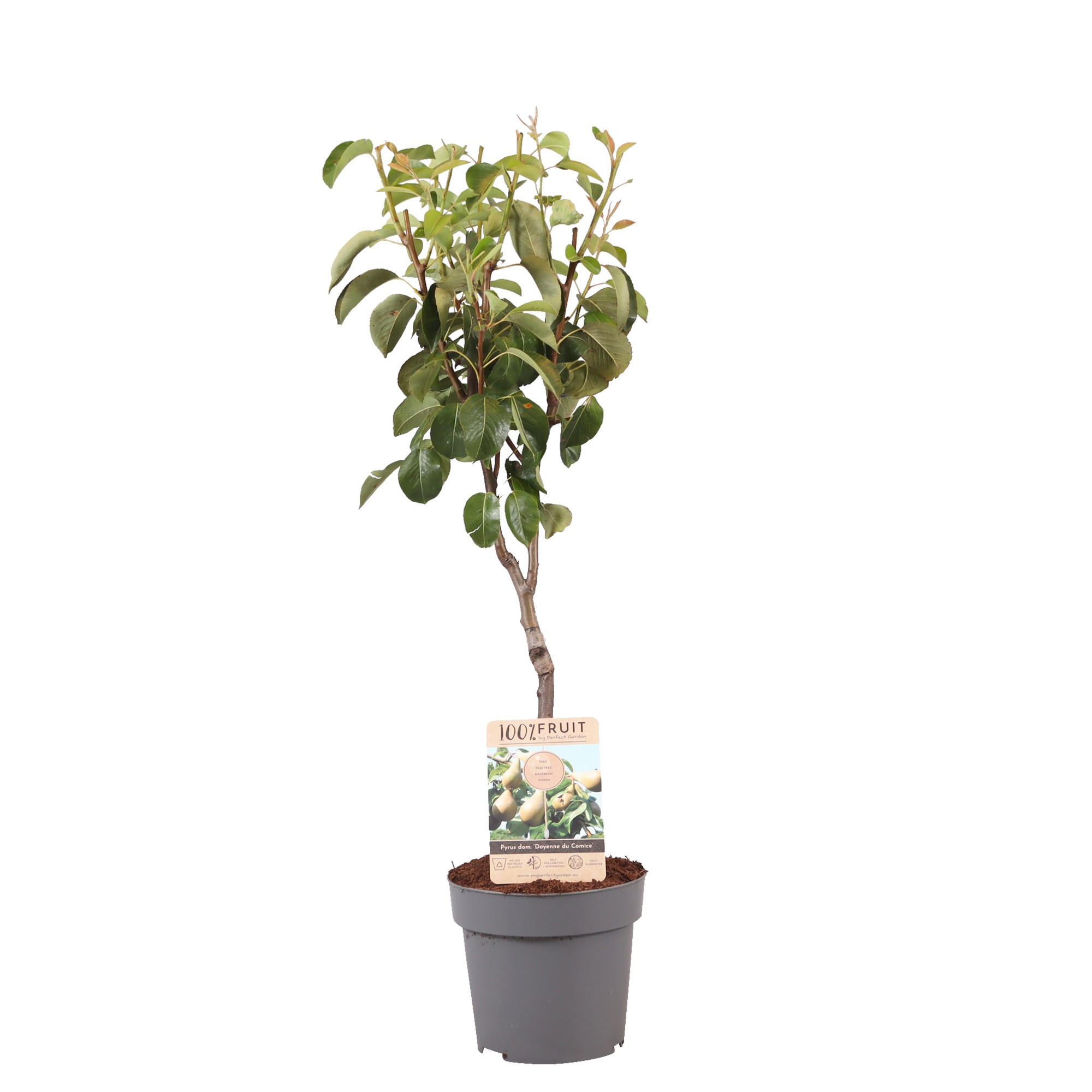 Picture of Pyrus communis Doyenne du Comice P21 (4 Ltr) Patio-Trees