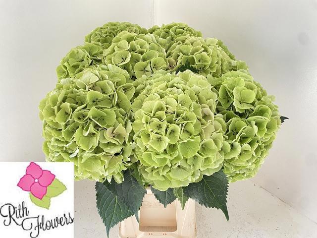 Hydrangea My Beautiful Heaven 80cm 24Ø