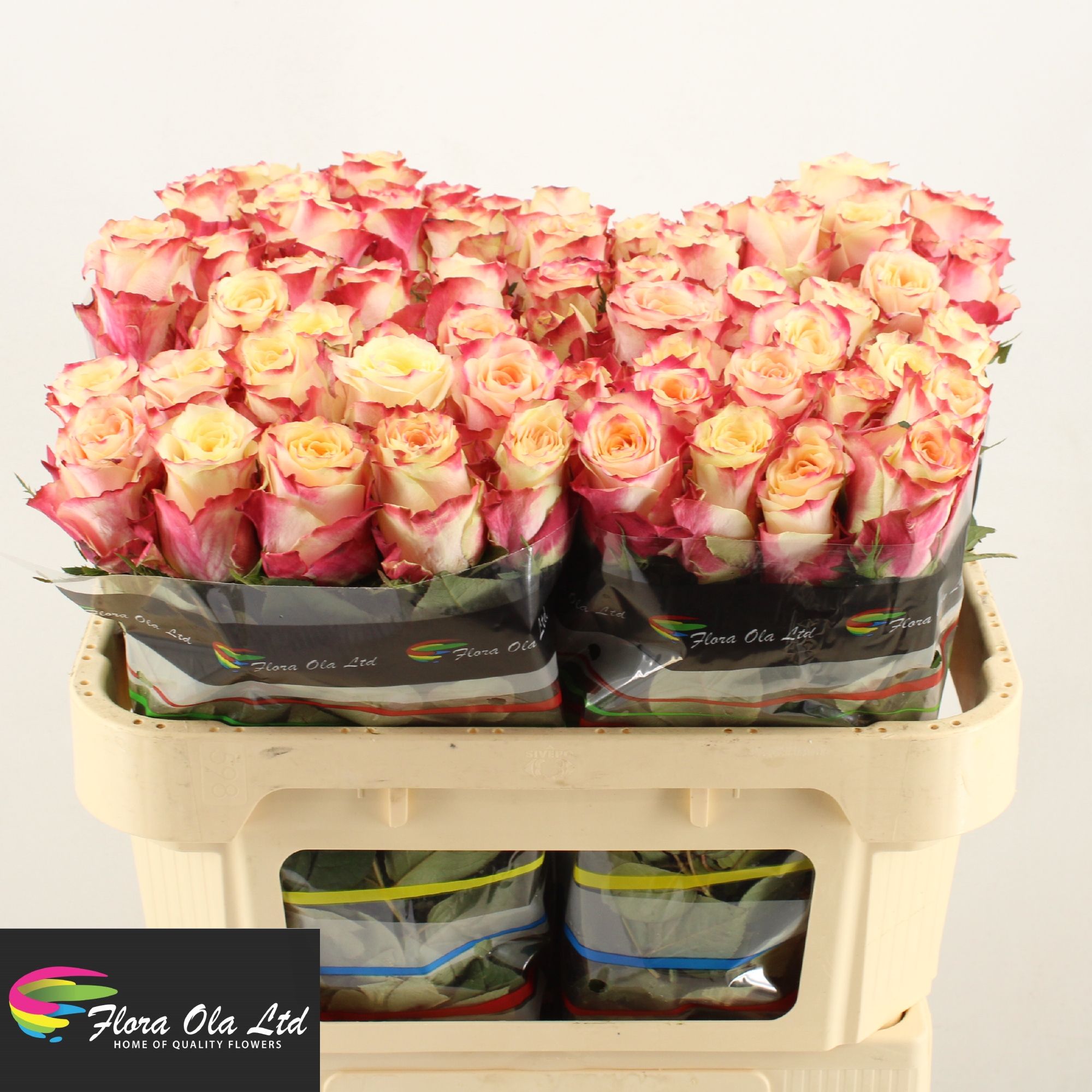 Rosa Chapeau 70cm