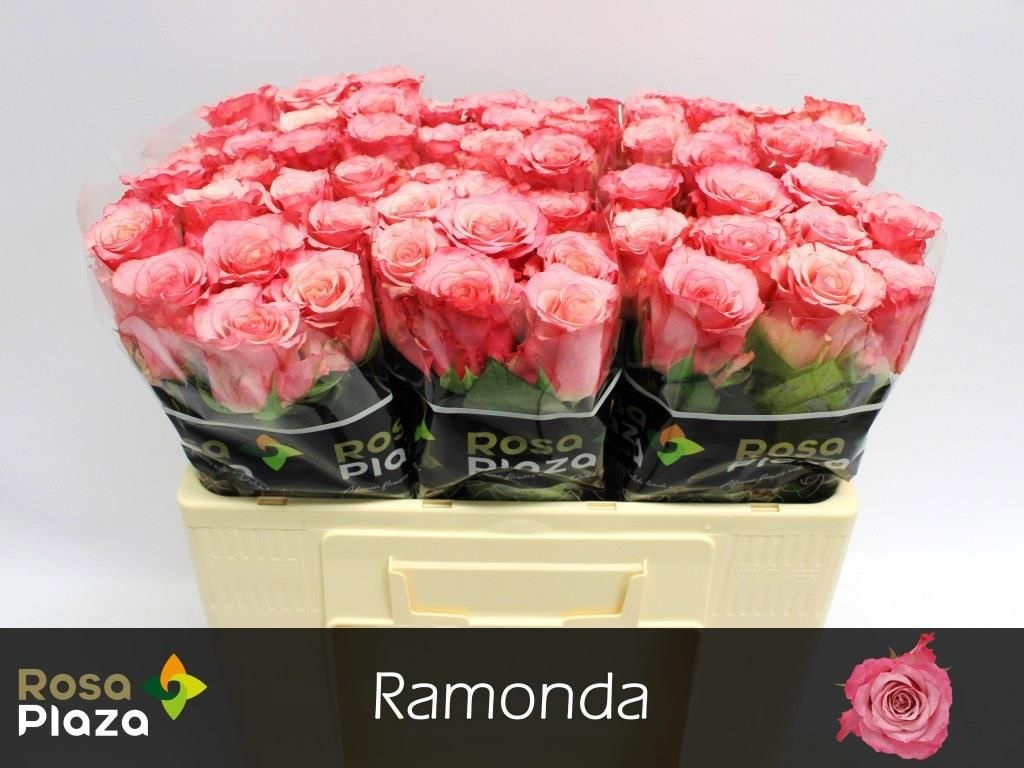 R Gr Ramonda