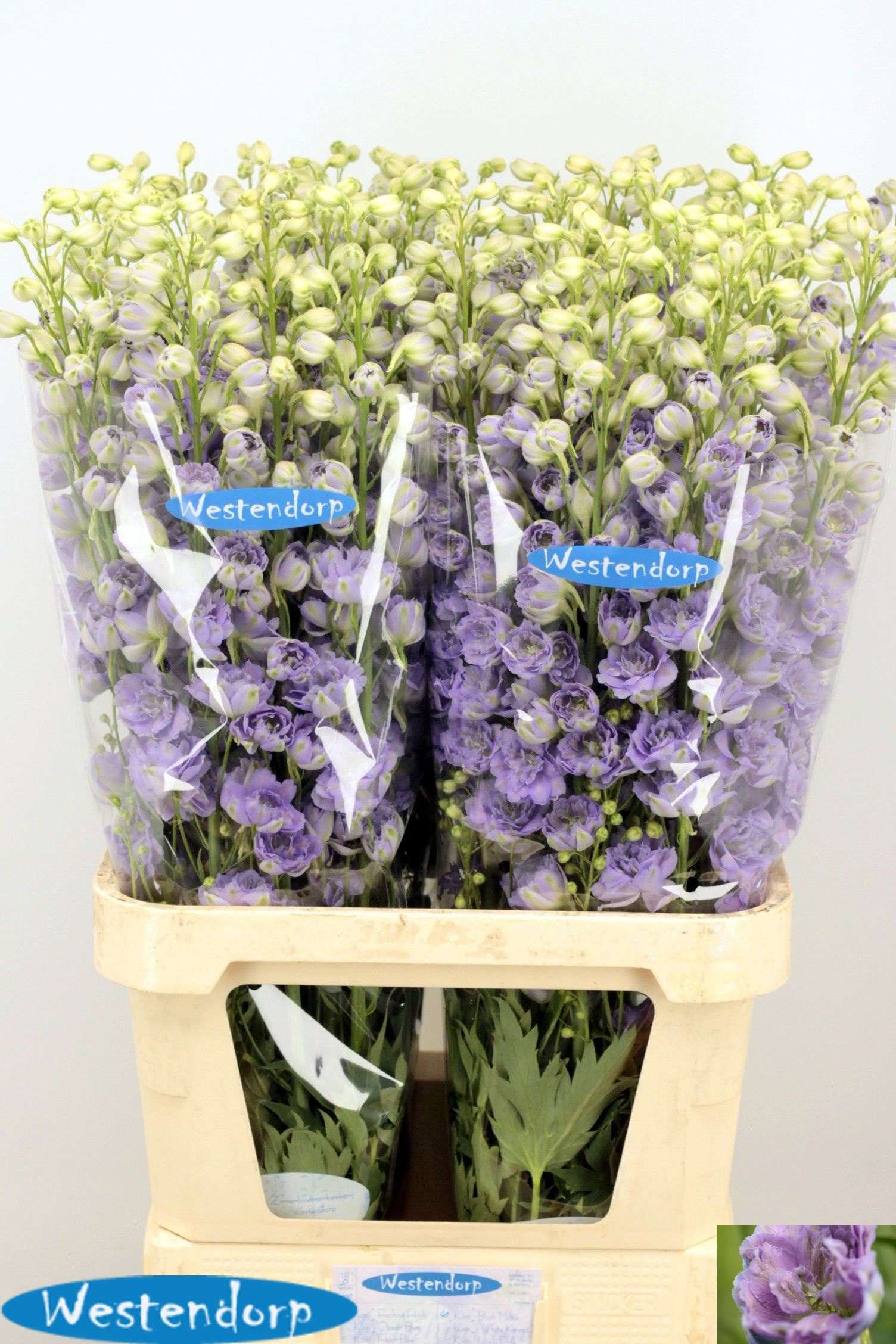 Delph El Ki Bl Milka 100cm