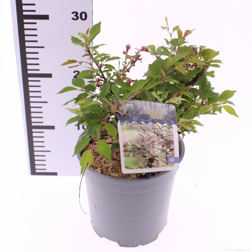 Picture of Prunus incisa 'Kojou-no-mai'