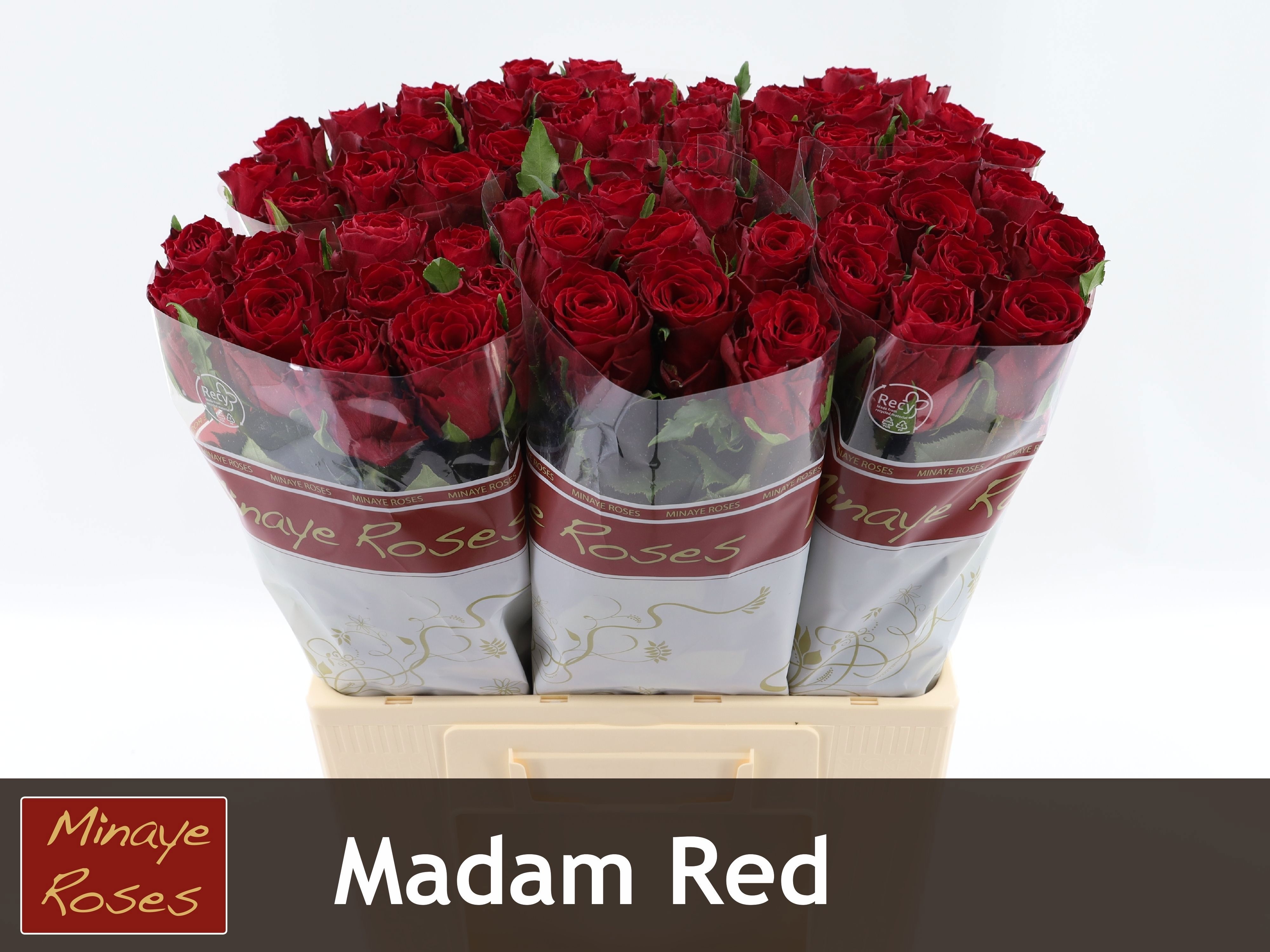 Rosa Madam Red 60cm