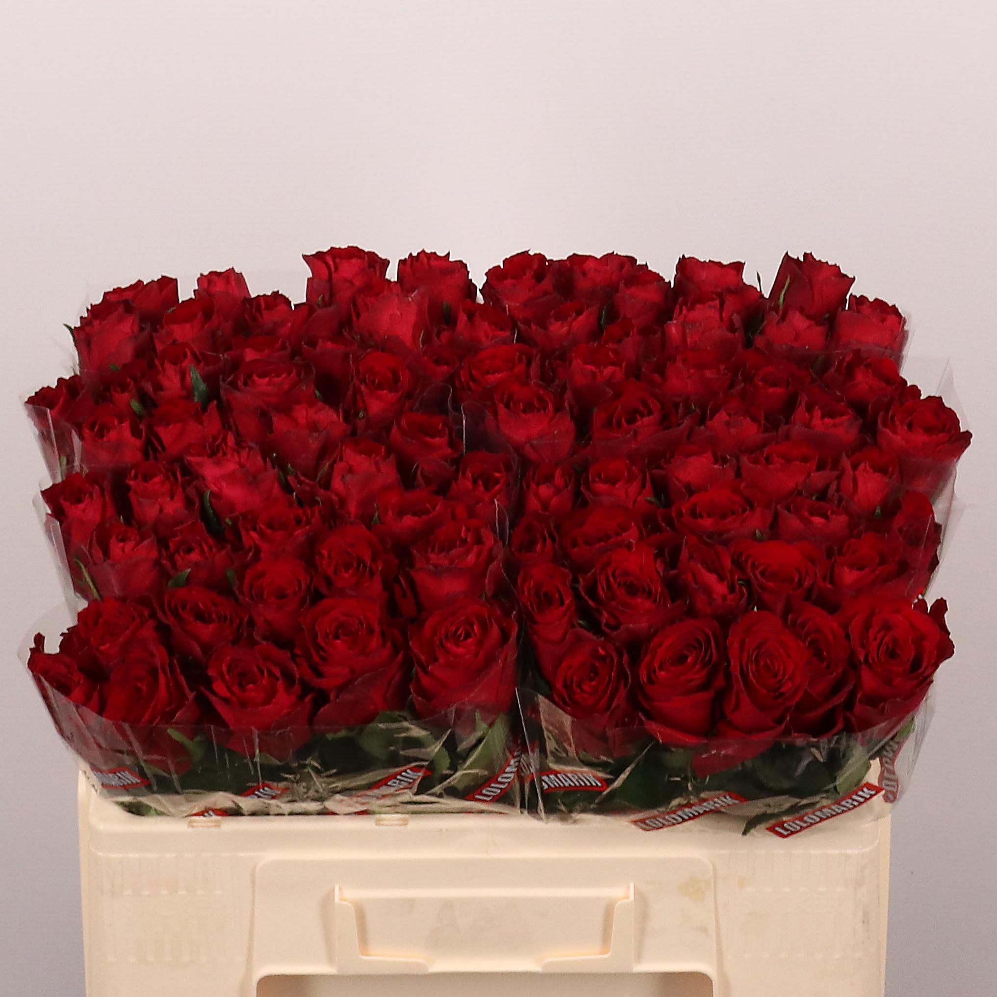 Rosa Madam Red 50cm