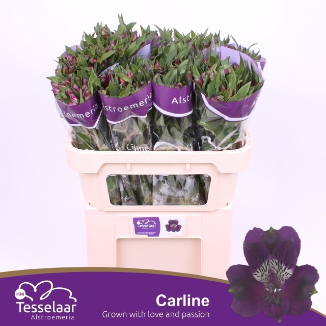 Alstr Carline