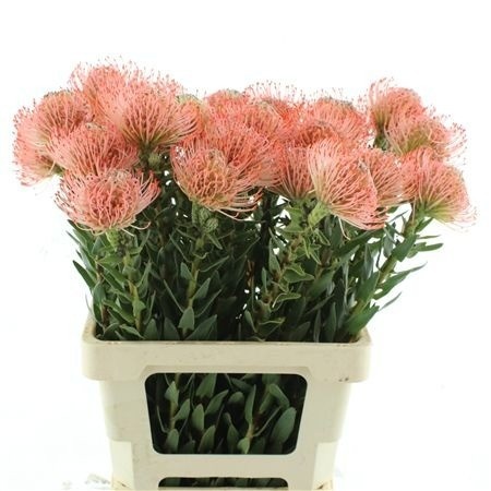 Leuco Ayoba Pink
