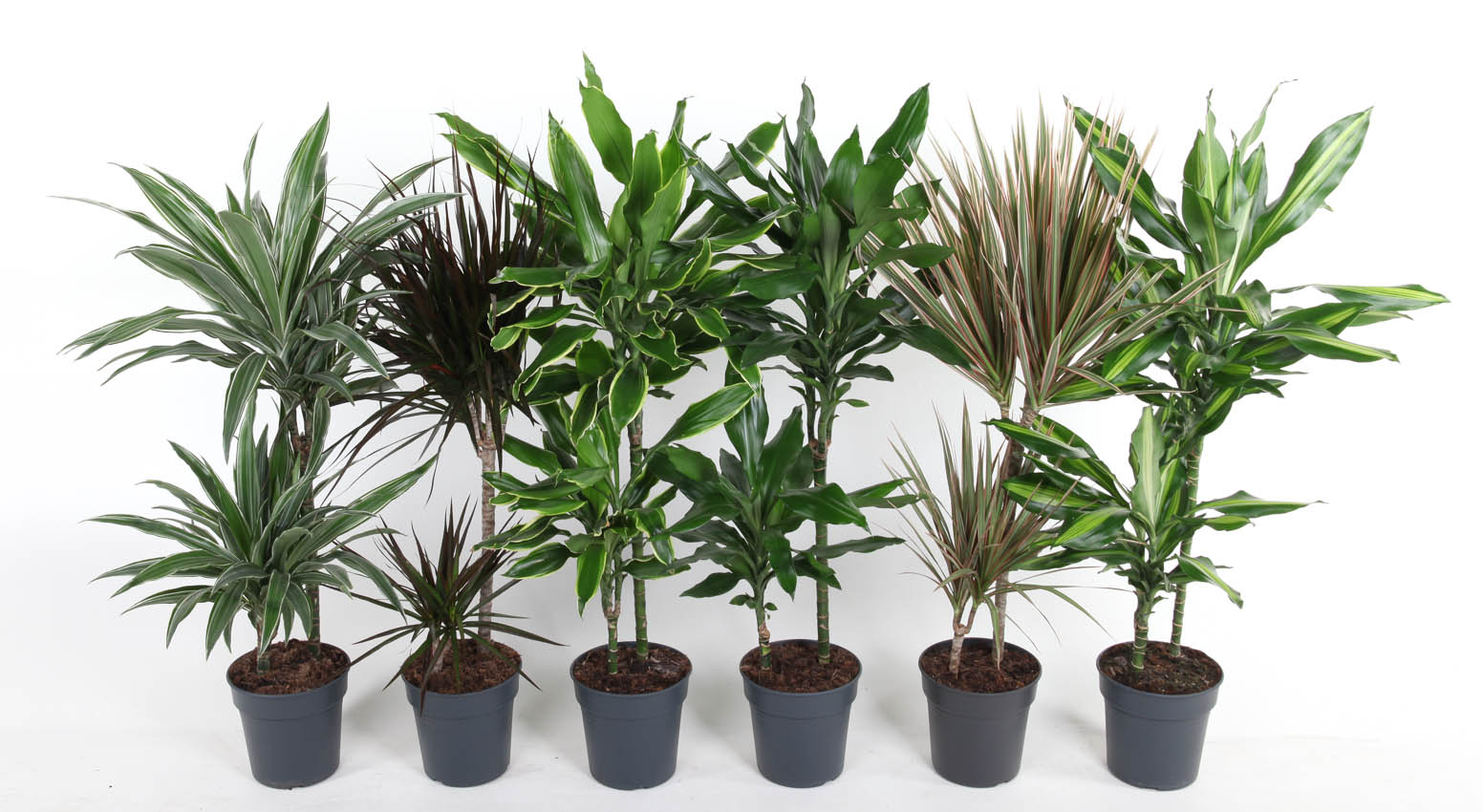 Picture of Dracaena 45-15 in varieties P19 90cm