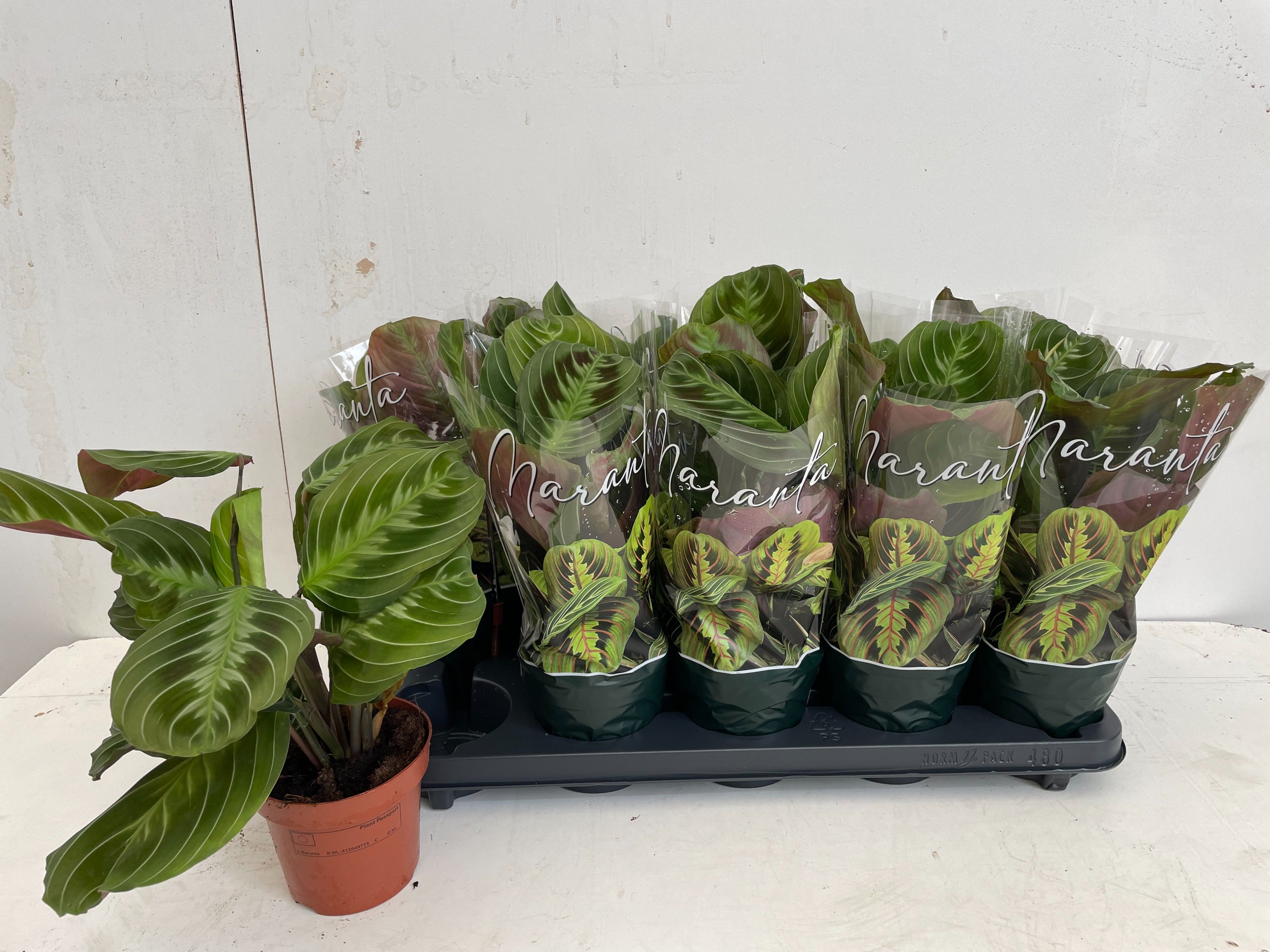 Maranta Exclus Dark 12Ø 30cm