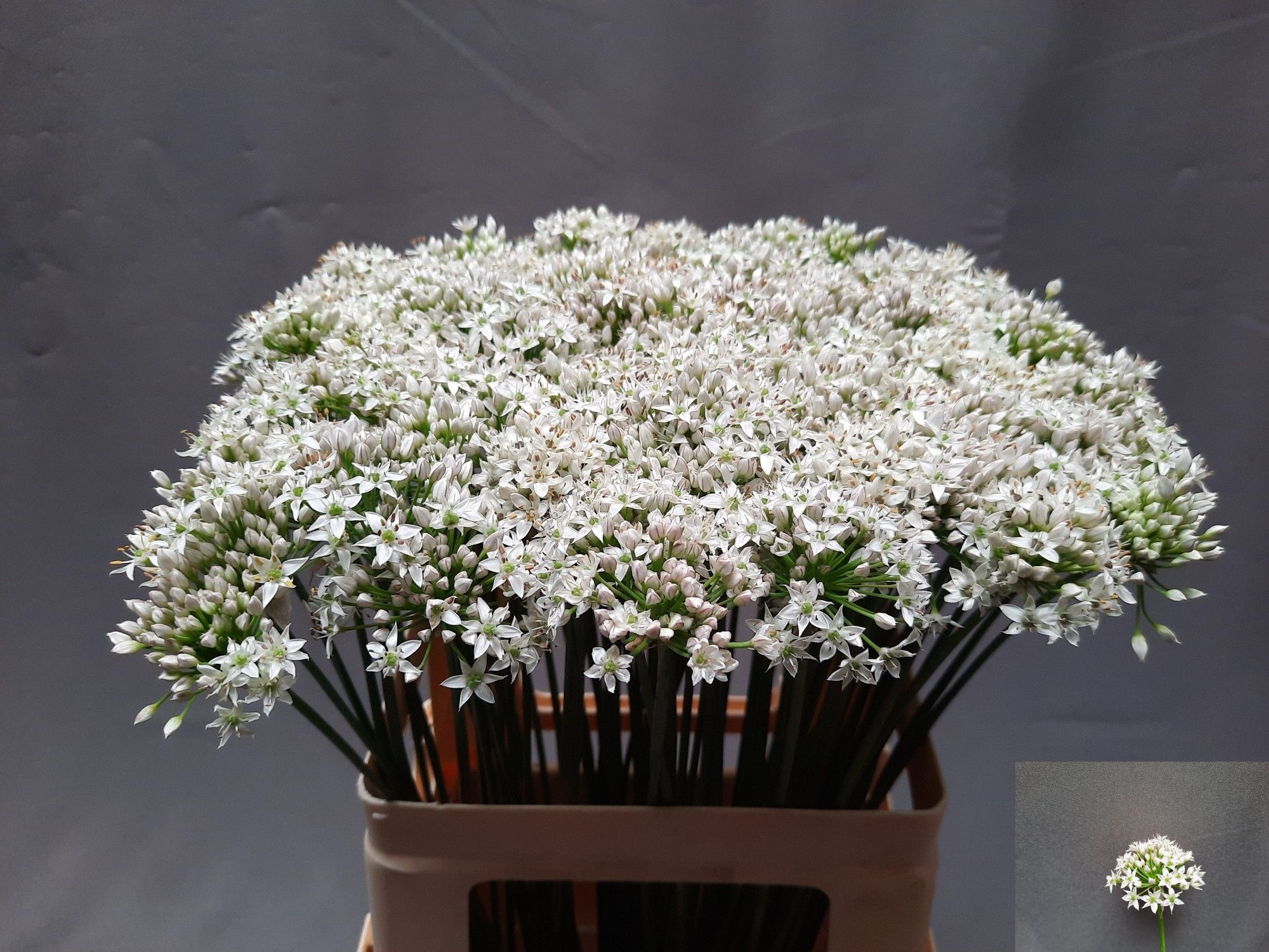 Allium Tuberosum