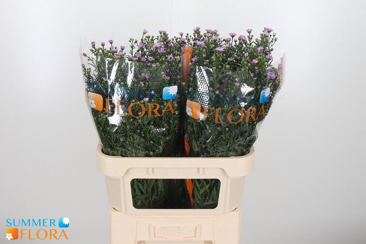 Aster Painted Lady 80cm 50gram
