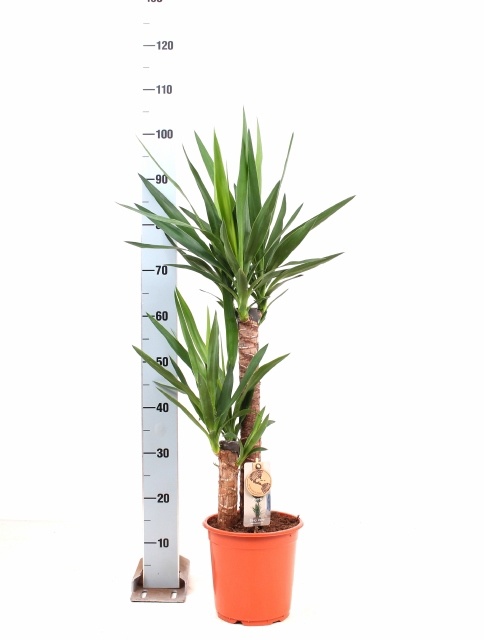 Yucca 21Ø 115cm