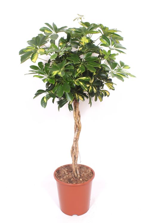 Schefflera Gold Capella p27 fachjan