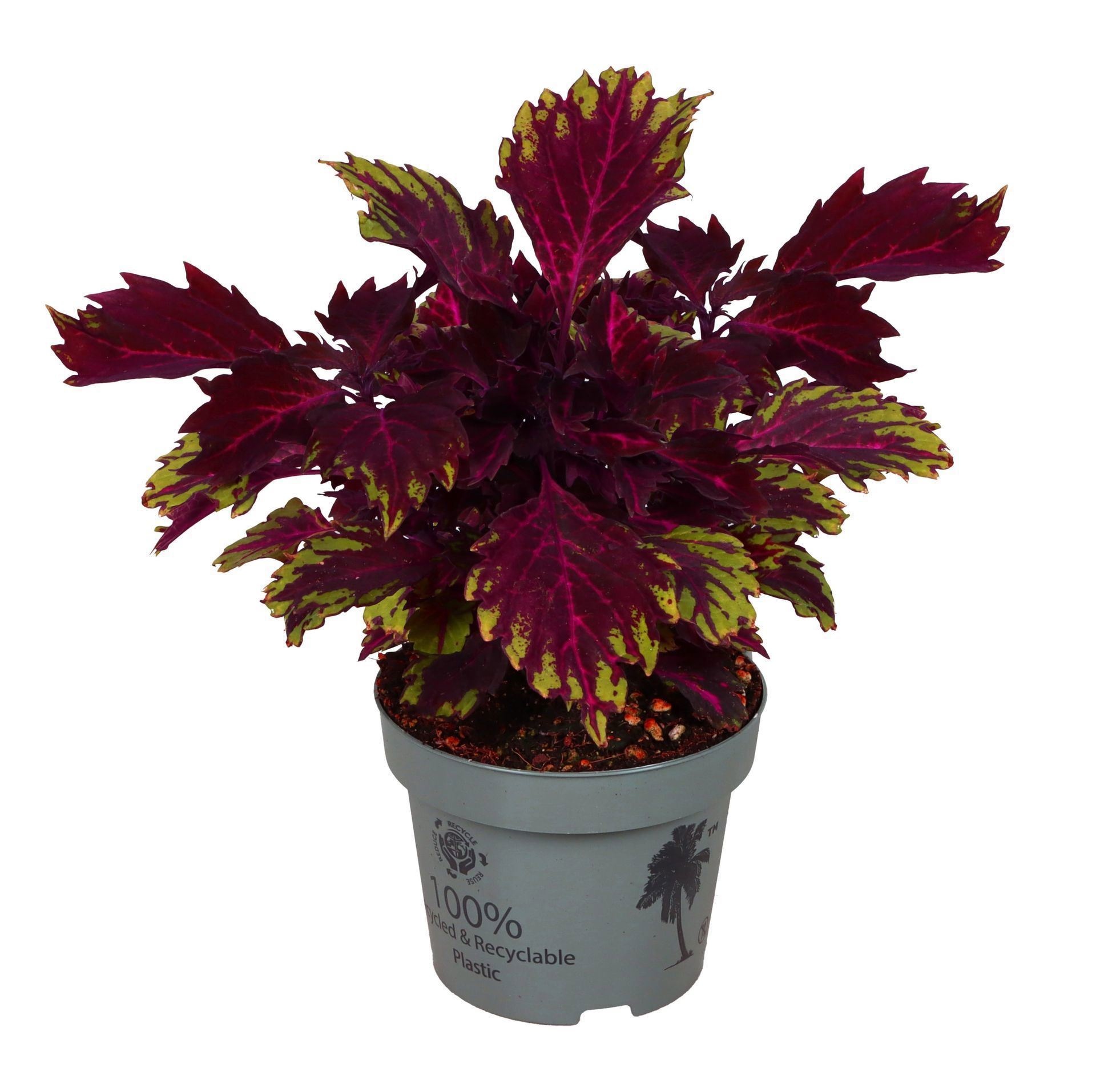 Coleus 'Down Town Royalty'