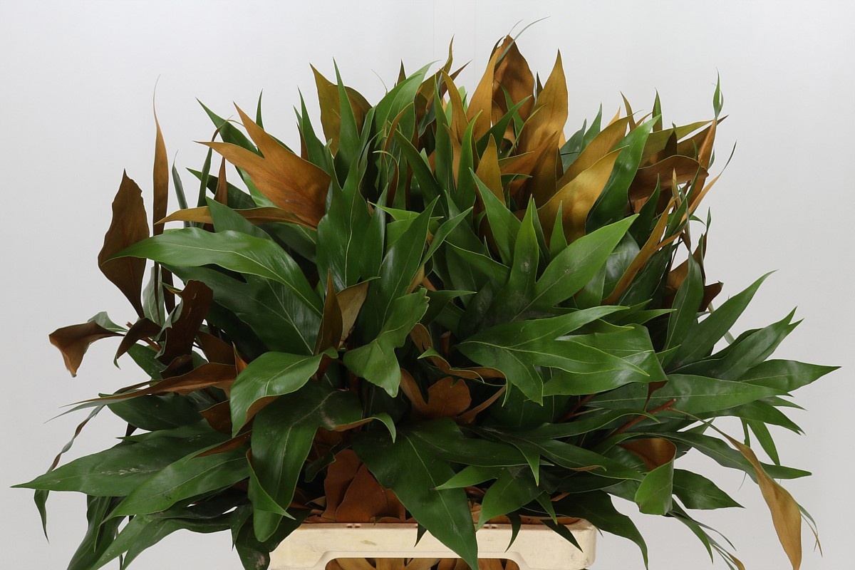 Grevi Baileyana 70cm