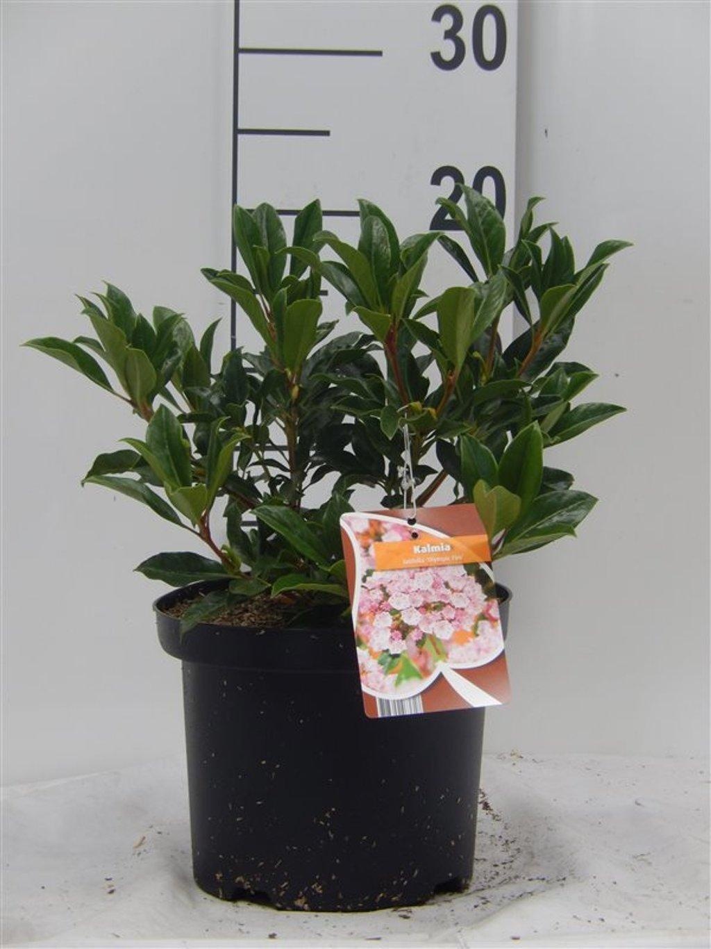 Kalmia latifolia 'Ostbo Red'