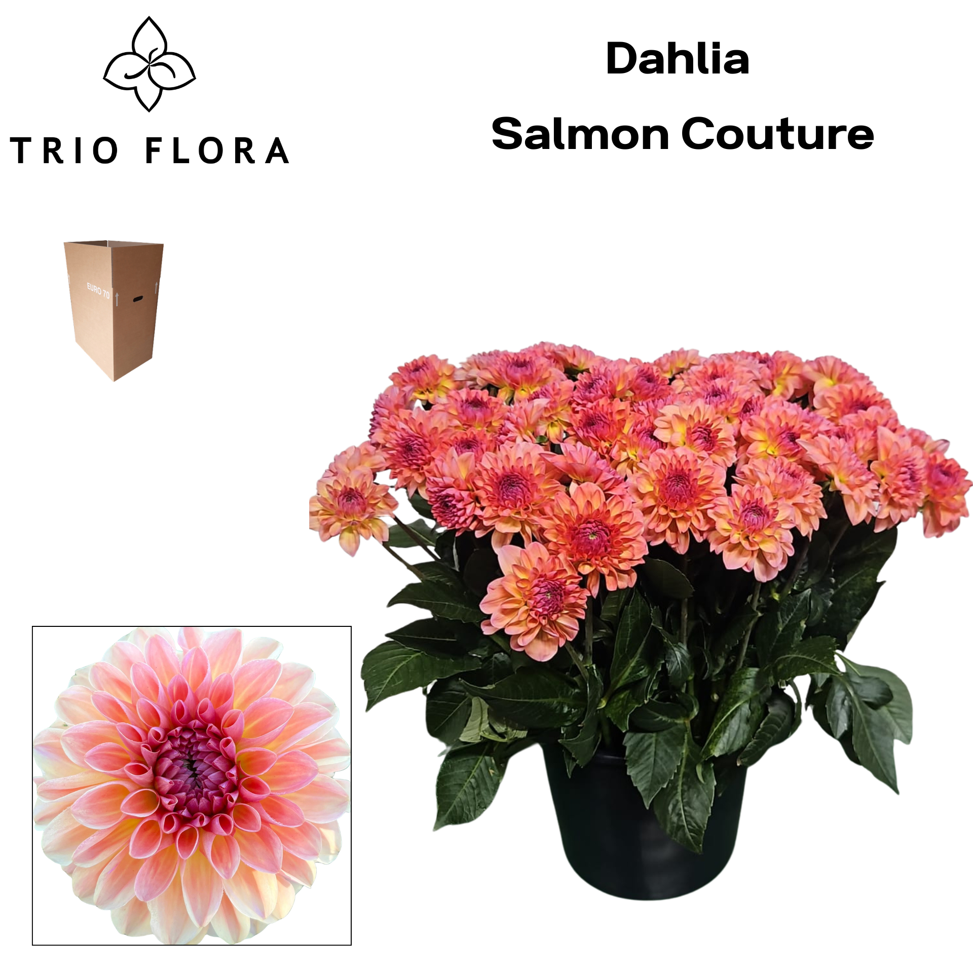 Dahl Salmon Couture Aqua Box