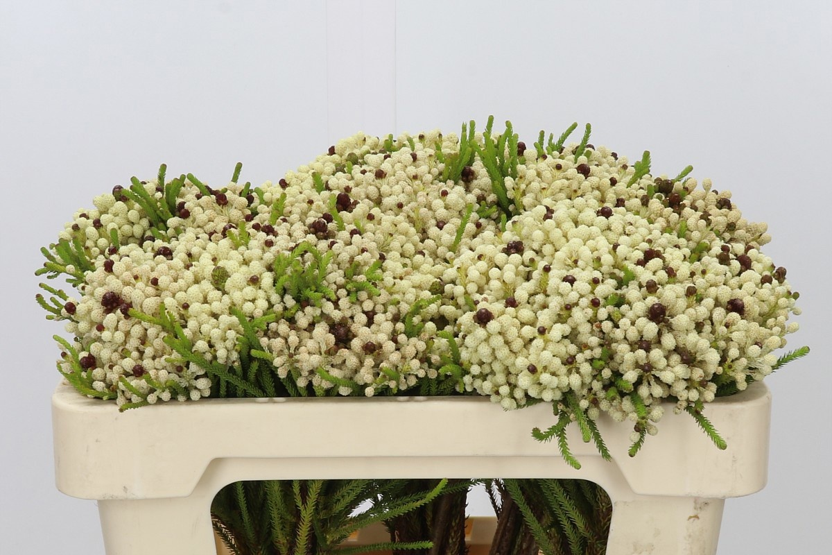 Cape Green (BERZELIA) 50cm
