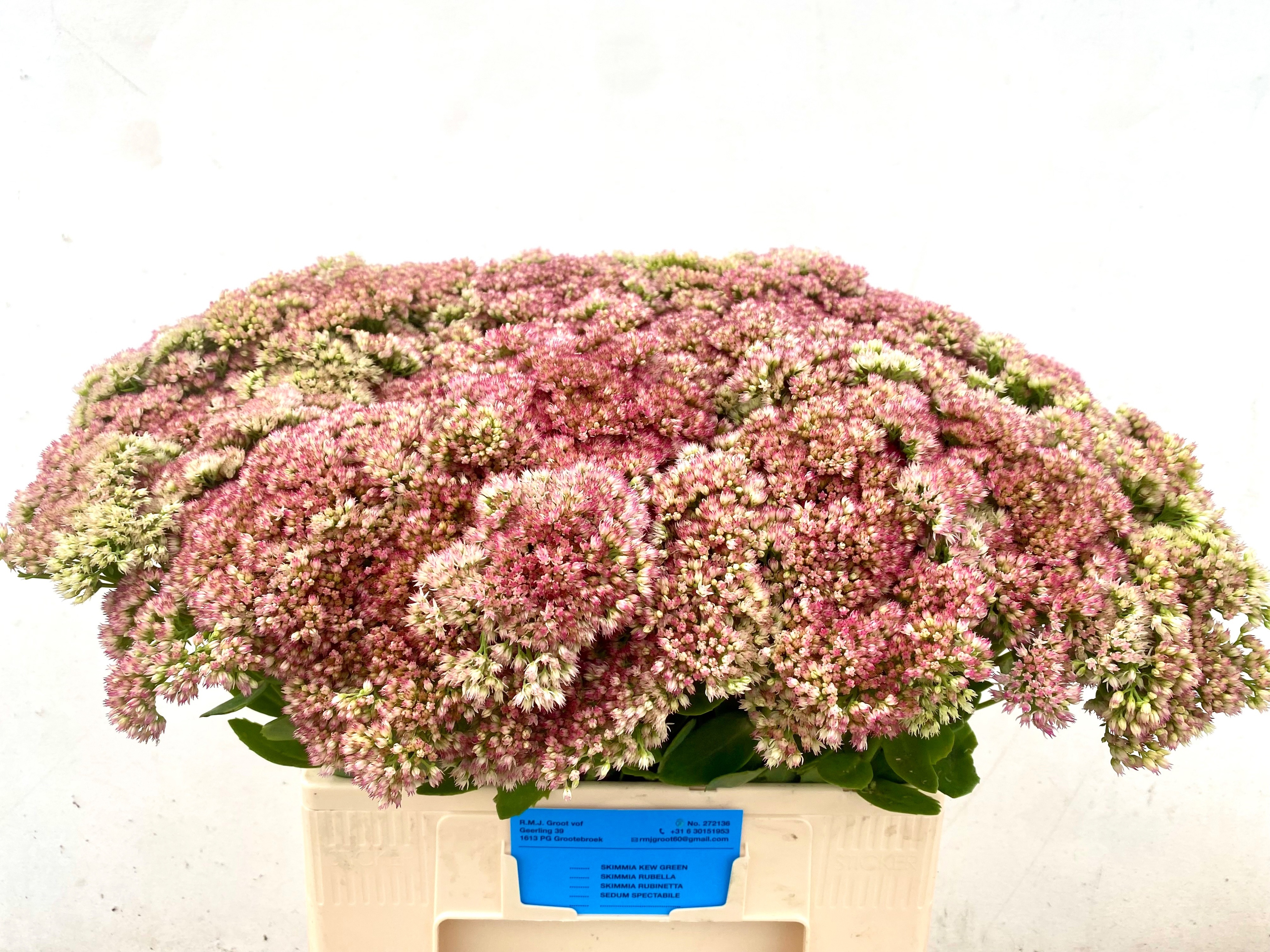 Sedum Spectabile