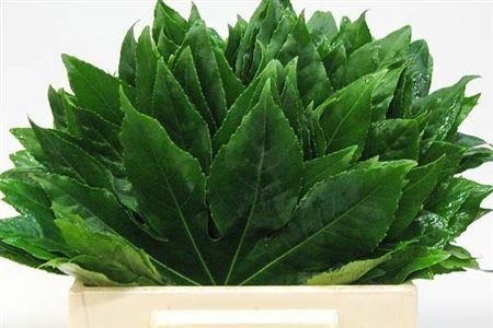 Fatsia Japonica Blad 40cm