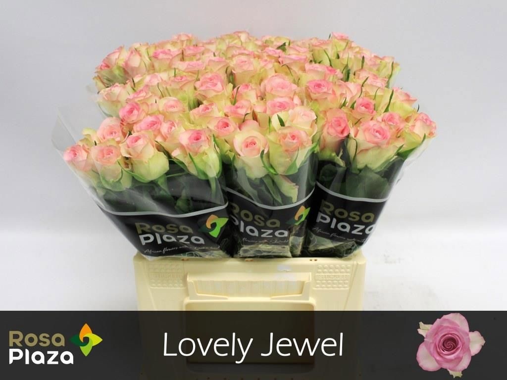 R Gr Lovely Jewel