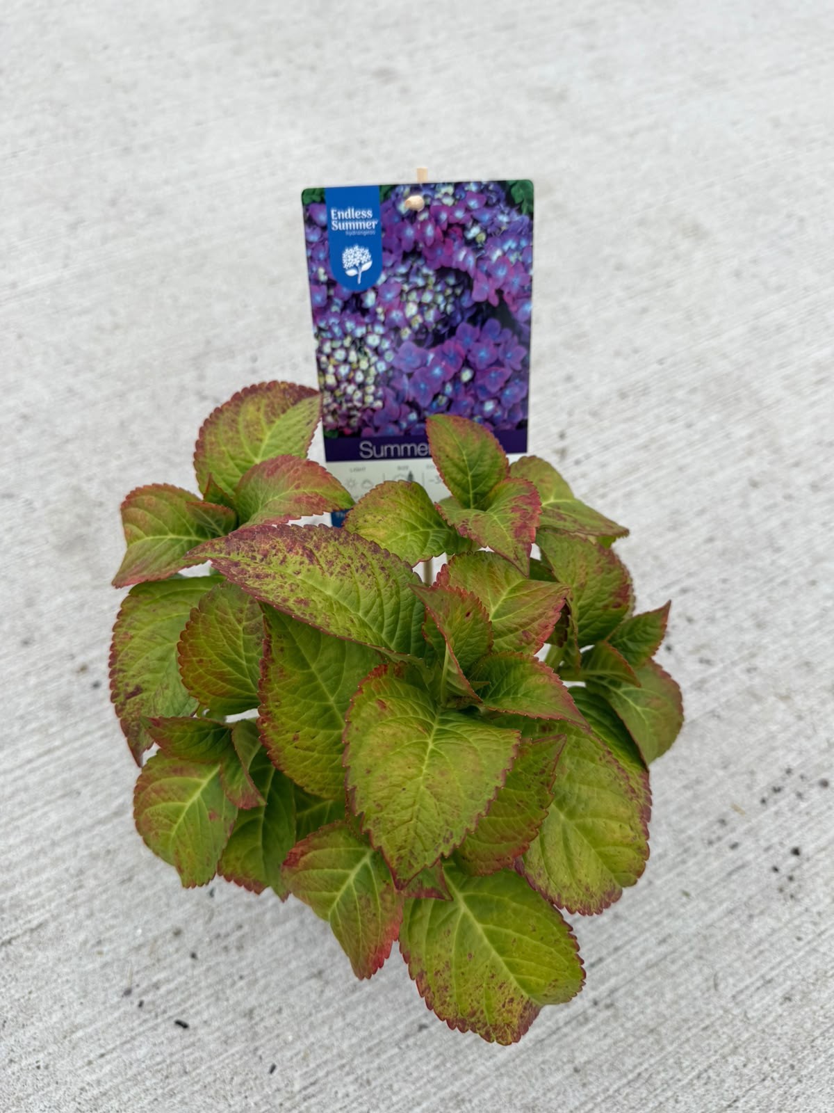 Hydrangea macrophylla Endless Summer Summer Love Purple