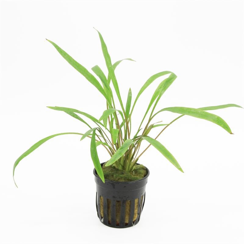 Cryptocoryne spiralis red