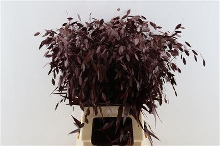 Dried/preserved Flowers Misc 70cm