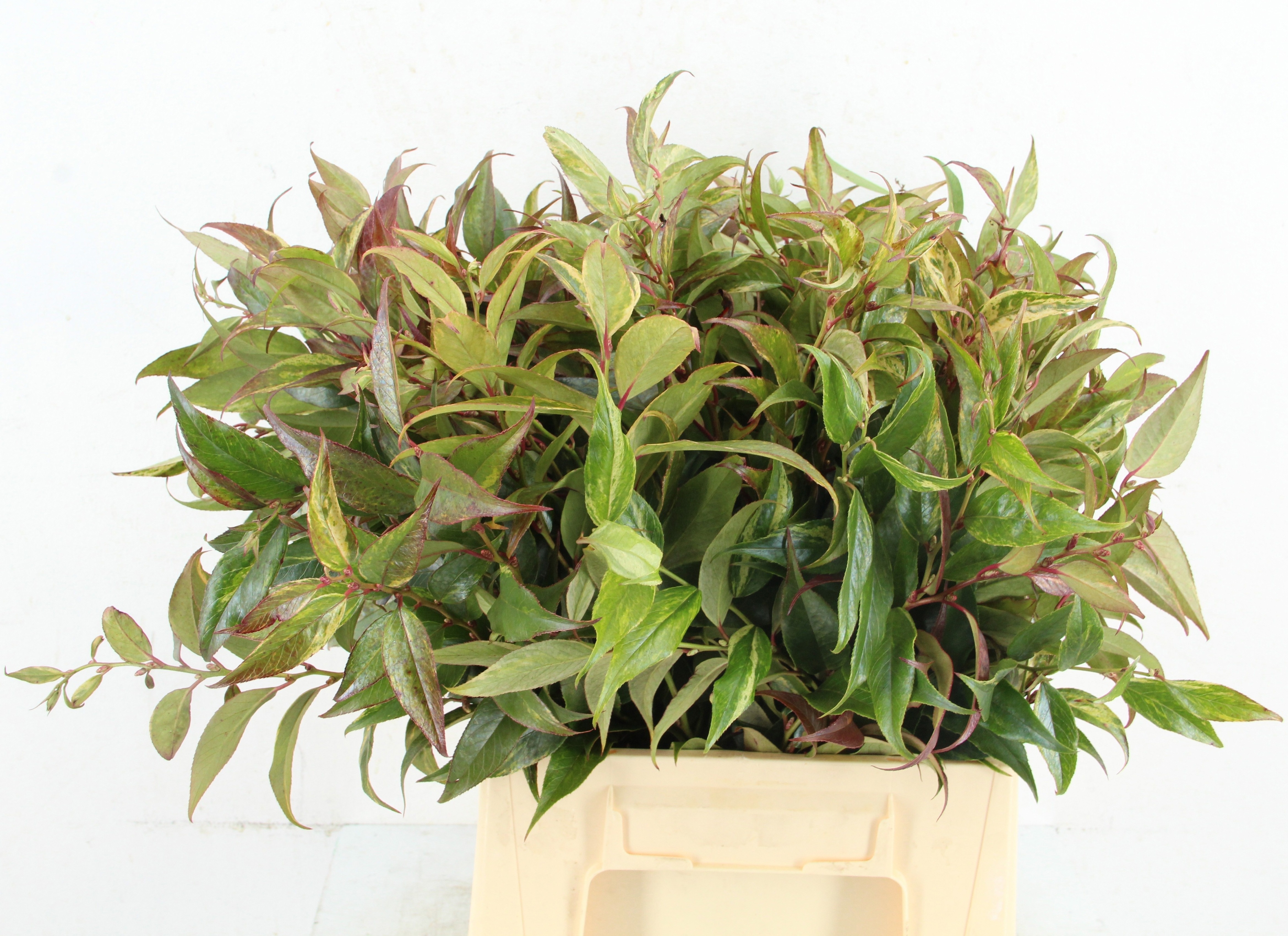 Leucothoe Walteri Ra