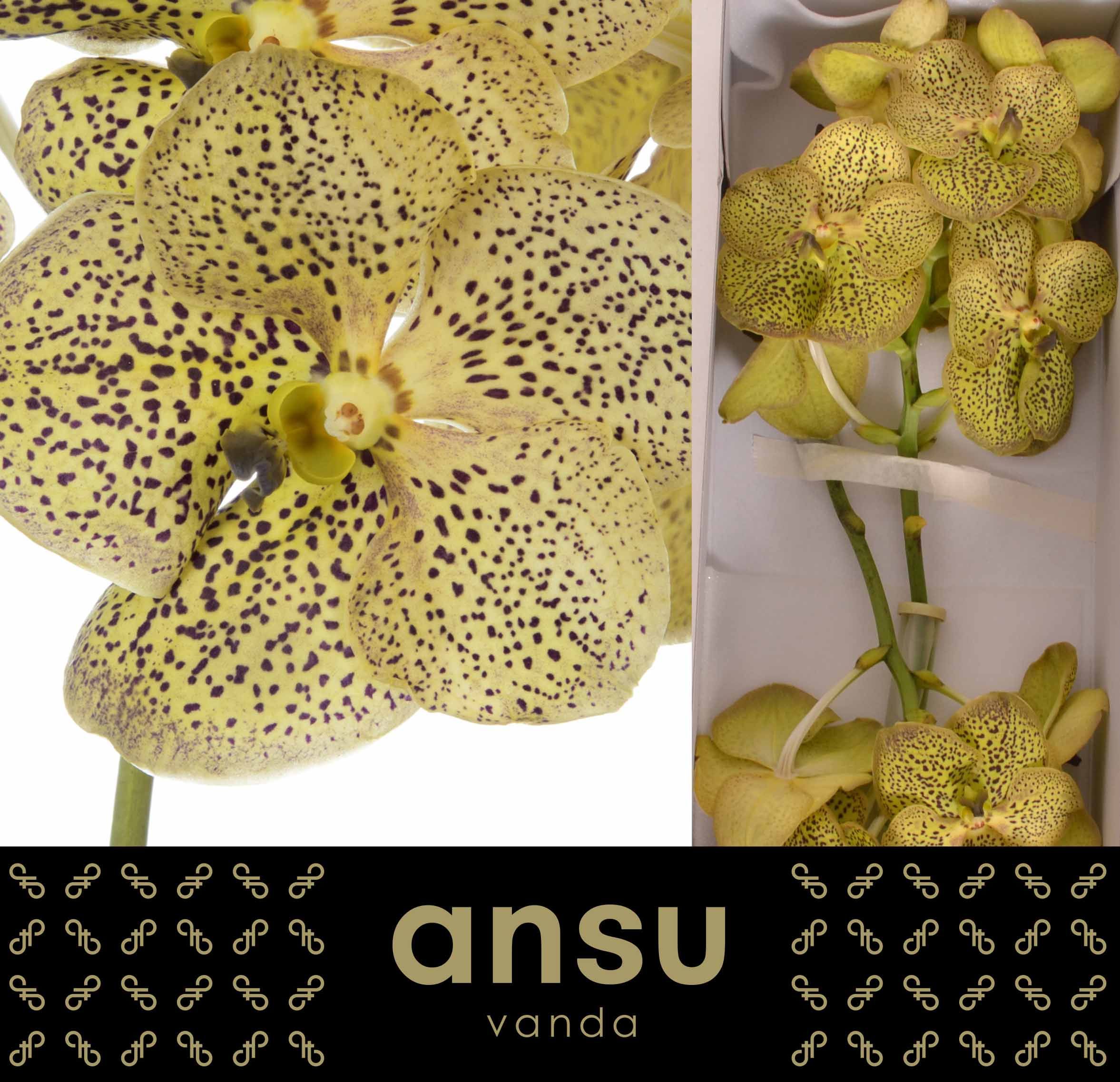 Vanda Su Chee Citron