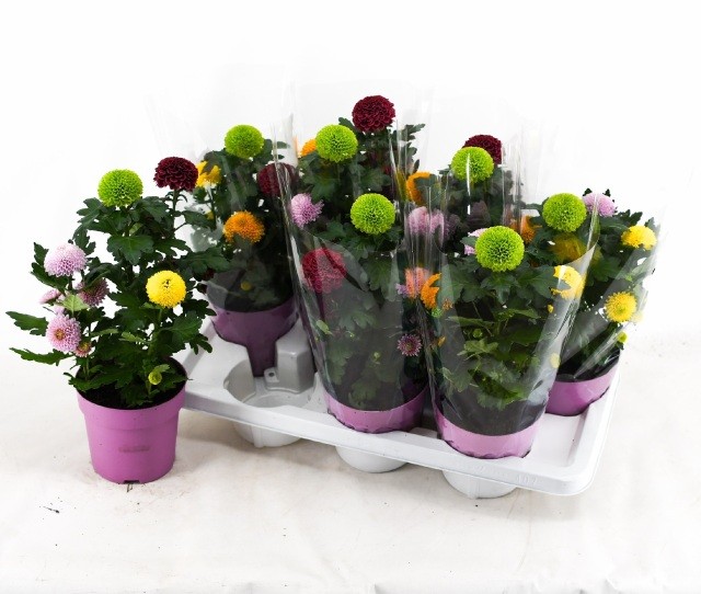 Picture of Chrysant Flowerpops Budget Mix P14 35CM