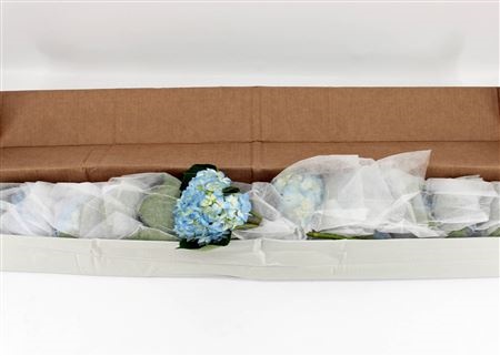 Hydrangea 60cm 16Ø