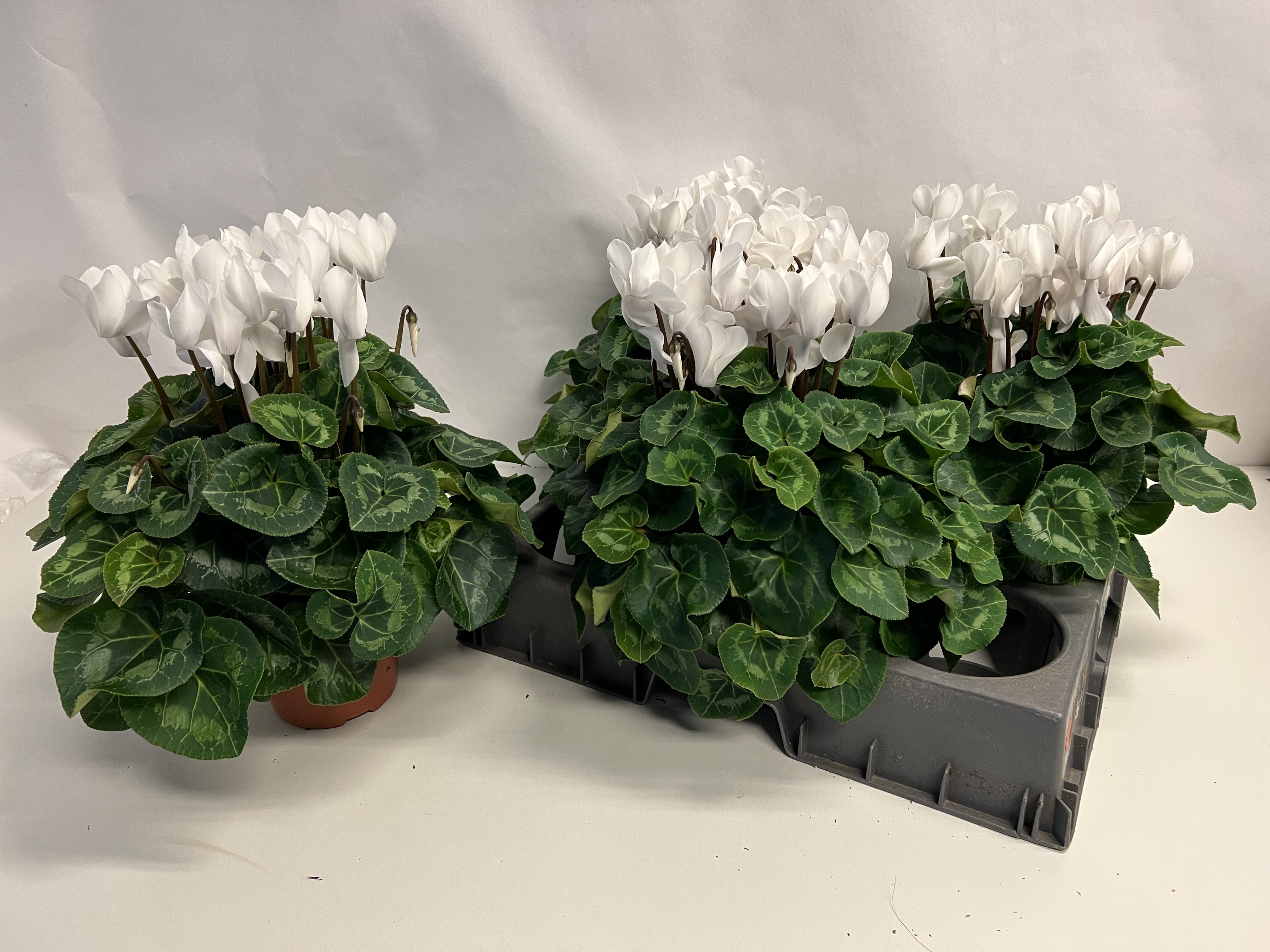 Cycl Gr Sup Xl 15P 36H 32Ø Cm 34bloei