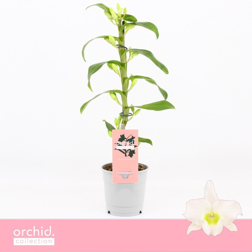Dendrobium Star Class Apollon 12Ø 40cm 1st